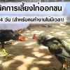 เทคนิคการเลี้ยงไก่ออกชน สูตร 14 วัน