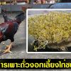 การเพาะถั่วงอกเลี้ยงไก่ชน