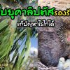 การใช้ใบยูคาลิปตัสรองรังไข่ แก้ปัญหาไรไก่ได้