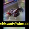 ฝึกไก่ชนเหล่าป่าก๋อย 100 ว่ายน้ำ