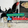 ฟาร์มไก่ชนประเสริฐ ปั้นไก่ชนเลือดนักสู้