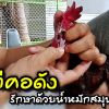 สูตรน้ำหมักสมุนไพร รักษาไก่คอดัง