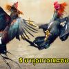 5 อาวุธการเตะของไก่ชน