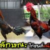 8 ความเชื่อลักษณะไก่ชนที่แพ้ง่าย