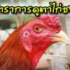 ตำราการดูตาของไก่ชน