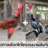 5 แนวทางการเลือกไก่ไซง่อนมาผสมกับพม่า