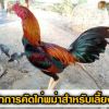 หลักการคัดไก่พม่าเลือดสูงสำหรับเลี้ยงชน
