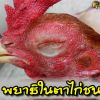 พยาธิในตาไก่ชน