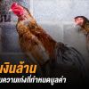 มือใหม่หัดเลี้ยงไก่ชน สายพันธ์สำคัญแค่ไหน