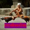 ตารางฝึกของไก่ชน