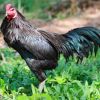 ผสมพันธุ์ไก่พื้นเมืองให้ได้ผลดี