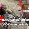 การควบคุมน้ำหนักไก่ถ่ายเราควรเริ่มต้นอย่างไร?