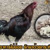 ไก่อาหารไม่ย่อย รักษาด้วยกระเทียม