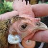 4 โรค อันตรายของไก่ชน