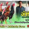  เทคนิคดีๆในการเพาะไก่ชนเงินล้าน จากจักรินฟาร์ม