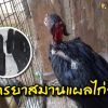 เทคนิคการทำยาสมานแผล เพื่อลดการตายของไก่ชน