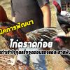 การคัดไก่สายตราดผสมก๋อย