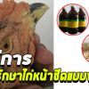 วิธีรักษาไก่หน้าซีดแบบง่ายๆ