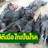 การปฏิบัติเมื่อไก่เป็นโรค