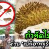 กำจัดไรไก่ด้วย “เปลือกทุเรียน”