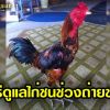 วิธีดูแลไก่ชนตัวโปรดช่วงถ่ายขน