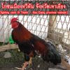 ไก่ชนเมืองหวีทัน