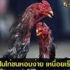 ทำไมไก่ชนถึงหอบง่าย เหนื่อยเร็ว?