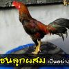 ไก่ชนลูกผสมเป็นอย่างไร ?