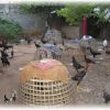 ยาถ่ายไก่ โบราณที่คนนิยมใช้กันมาก