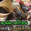 รักษาฝีดาษไก่ชน ด้วยน้ำหม้อนึ่งข้าวเหนียว