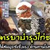 ส่วนประกอบอาหารบำรุงไก่ชน ให้สมบูรณ์แข็งแรง ต้านทานโรค