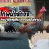 ไก่พม่าล่อรำวง อีกหนึ่งชั้นเชิงที่ได้รับความนิยมในปัจจุบัน