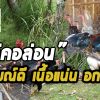  ไก่คอล่อนโตเต็มวัย ไก่ลูกผสม”คอล่อน” อารมณ์ดี เนื้อแน่น อกใหญ่