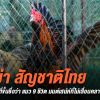 ไก่พม่าขึ้นชื้อว่าเป็นราชาไก่ชนที่มีชั้นเชิงสไตล์การชนที่สวยงาม 