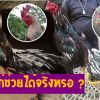 สกุลไก่ช่วยได้จริงหรือ….