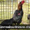 เทคนิคการพัฒนาไก่ตราด-ท่าพริก