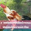 4 เทคนิคการคัดเลือกไก่พ่อแม่พันธุ์ของไก่พม่าแม่สะเรียง