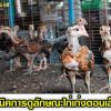เทคนิคการดูลักษณะไก่เก่งตอนเล็กๆ