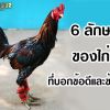 6 ลักษณะไก่ชน ที่บอกข้อดีและข้อเสีย