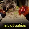 การเปรียบไก่ชนให้ได้เชิงตีเก่ง แข็งแรง และล้มคู่ต่อสู้ได้