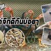 สาเหตุปัญหาไก่จิกตีกันบ่อยๆ เกิดจากอะไร?