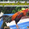 แนะนำไก่ชนลูกผสมพม่าที่นิยมซื้อขาย