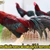 ข้อสงสัยเกี่ยวกับลักษณะพ่อพันธุ์ไก่ชนที่ถ่ายทอดถึงลูก