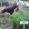 ปลูกหญ้าอะไรดี….เพื่อไก่ชนจะได้กินอย่างสมบูรณ์