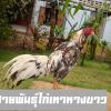 สายพันธุ์ไก่เทาหางขาว