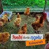 รู้ทันโรคในไก่ชนในหน้าฝน