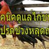 วิธีดูแลไก่ชนตัวโปรดช่วงหลุดถ่าย