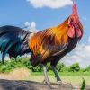 ชะตากรรมของไก่ 