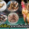 สัตว์เล็กๆ อาหารชั้นเยี่ยมของไก่ชน