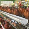 การเลี้ยงไก่ให้ได้ผลดี ควรมีวิธีการและต้องคำนึกถึงอะไรบ้าง
